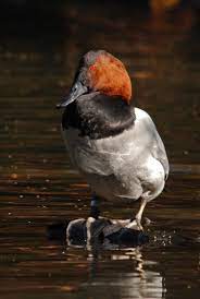 Canvasback Duck Audubon Guides Duck Species Waterfowl Hunting Pet Birds