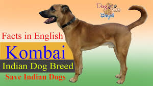 Kombai Dog Facts In English Dog Facts Indian Dogs Dog Facts In English Youtube The kombai is an indian dog found in the tamil nadu region of india. kombai dog facts in english dog facts indian dogs dog facts in english