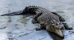 Dựa vào đánh giá : Teluk Sengat Crocodile Farm Gojohor