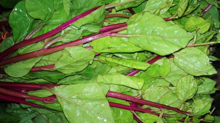 Alugbati, one of the "slippery" vegetables of the Philippines!
