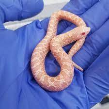 Coral Female Double Visual Lavender Albino More Pink And Frosted Looking In Person Heterodonnasicus Plainshognose Hognose Snake Cute Reptiles Cute Snake