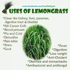 Lemongrass Tea And Benefits Of Lemongrass Lemongrass Tea Herbal Medicine Herbs