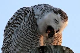 Snowy Owl regurgitates pellet by Leslie Abram