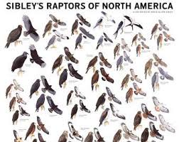 Birds Of Eastern North America Pin On Birds