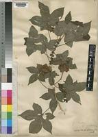 Image result for Gossypioides kirkii