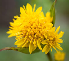 Wild yellow flowers in washington state. Solidago Wikipedia