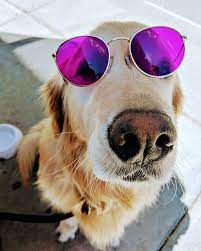 Violet Purple Round Frame Sunglasses Shop Now At Rainbowoptx Com Rainbowoptx Sunglasses Fashion Dog Sunglasses Funny Dogs Cute Dogs