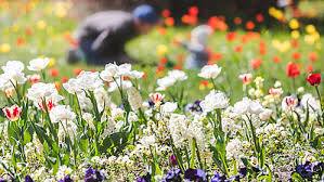 Insgesamt werden im britzer garten sagenhafte 250.000 tulpenzwiebeln gepflanzt! Tulipan Im Britzer Garten