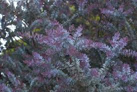 Image result for Acacia montigena