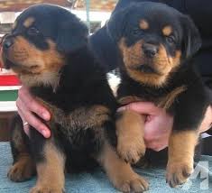 World class rottweiler breeder offers rottweilers for sale with huge heads & size! Rottweiler Puppies 404 996 1502 For Sale In Denver Colorado Classified Americanlisted Com