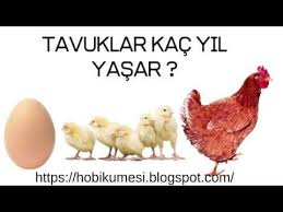 Tavuklar Kac Yil Yasar 2020 Tavuk Hayvan Hayvanlar