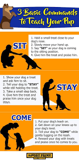 You will find everything you need to make sure your furry friend is well taken care of. 3 Basic Commands To Teach Your Pup Savory Prime Pet Treats
