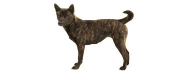 Are you looking for kai ken breeders? Kai Ken Dog Breed Profile Petfinder