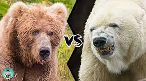 Kodiak Bear Vs Polar Bear Who Would Win This Fight Youtube Kodiak Bear Bear Polar Bear