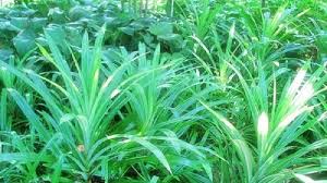 Begini cara membuat bubuk daun pandan homemade untuk bekal bikin kue. Hendak Mengambil Daun Pandan Di Kebun Rumah Wanita Ini Malah Mengalami Kejadian Mengerikan Tribun Solo