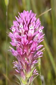 It is a honey most people will agree on, which is great for avoiding fisticuffs at the table! Purple Owl 39 S Clover Wildflowers Of Bouverie Preserve Of Acr Inaturalist