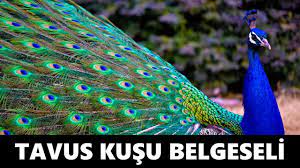 tavus kusu belgeseli youtube