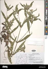 Image result for Aspilia kotschyi