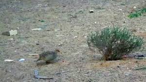 لا إله إلا الله وحده لا شريك له الملك وله الحمد وهو على كل شيء قدير. ØªØ¹Ø±Ù Ø¹Ù„Ù‰ Ø·Ø§Ø¦Ø± Ø§Ù„ØµÙØ±Ø¯ Ø§Ù„Ø¨ÙƒØ³ØªØ§Ù†ÙŠ Youtube