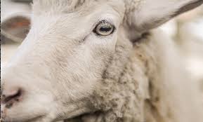 Waktu penyembelihan hewan qurban menurut hadist. Bagaimana Cara Menyembelih Hewan Qurban Yang Benar Yayasan Masjid Pedesaan