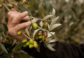 Olive Season Seasons Olive Oil Food