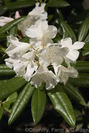 Pin On Azaleias Rododendros