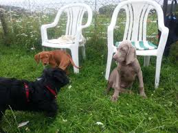 Einige hundebesitzer sind der meinung, dass die. Welpen Hundeschule Doggydogs Hundezentrum Niederrhein