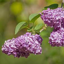 Lilac Flower Essence Services