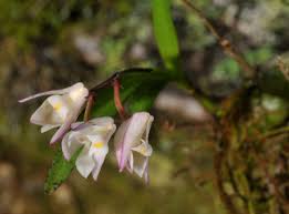 Image result for Polystachya ottoniana