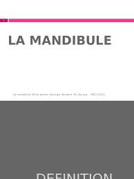 Mandibule (n.f.) 1.chacune des deux pièces buccales de certains crustacés ou de certains insectes. 2 La Mandibule Cours Anatomie Des Primates Appareil Locomoteur