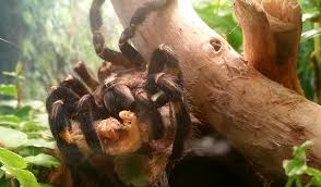 Join the fan club to become the fifth member of meta. Poecilotheria Metallica Wikiwand