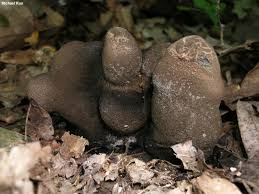 Image result for Xylaria polymorpha