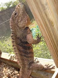 Iguanas have excellent sight allowing the iguana to detect movement from incredibly long distances. Cuban Rock Iguana Care Tips Reptiles Magazine