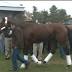 American Pharoah arrives at Keeneland inLexington