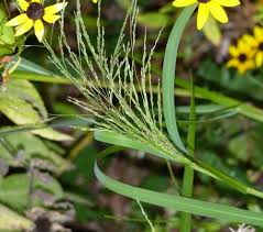 Image result for Panicum subflabellatum