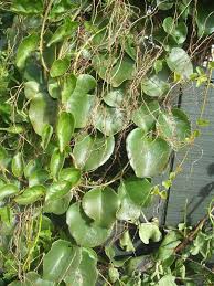 Image result for Basellaceae