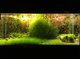 Across from little blue penguins. Eines Der Grossten Becken Hier Im Forum Mit 120 Cm Tiefe Flowgrow