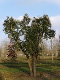 Image result for Quercus suber