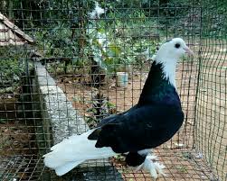 Almost pure white to wholly black. Pigeon Buddies Black And White Pigeon