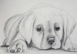 Image Result For Sketches For Beginners Easy Charcoal Drawings Animal Sketches Easy Animal Sketches