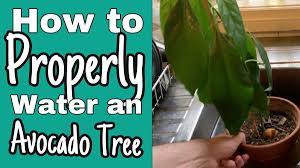 How To Properly Water An Avocado Tree Bottom Watering And Top Watering To Avoid Root Rot Avocado Tree Avocado Watering