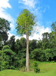 Image result for Antiaris