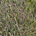 Image result for Gutenbergia rueppellii