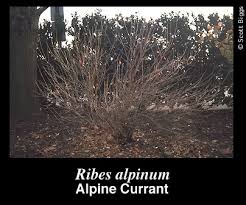 Leafs out early in spring and retains leaves all summer. Ribes Alpinum