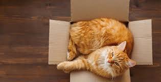 Known for its port and live music, portland has lots to offer visitors including its entertainment, museums, and theaters. Foster Program Animal Refuge League Of Greater Portland Maine Animal Shelter