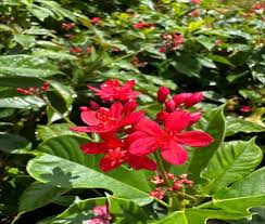 Image result for Jatropha hirsuta