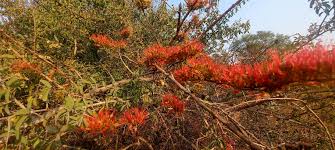 Image result for Combretum microphyllum
