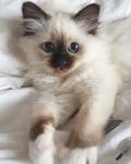 Birman Kittens for Sale - Adoptapet