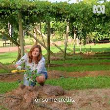 We did not find results for: Gardening Australia Grow Your Own Passionfruit Facebook