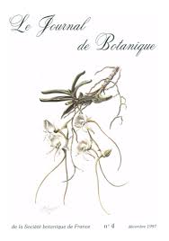 Image result for Kalanchoe latisepala